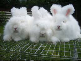 images angora