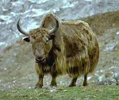 images yak