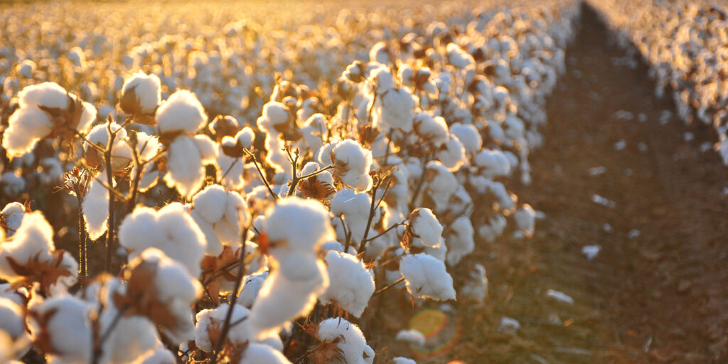 organic cotton2